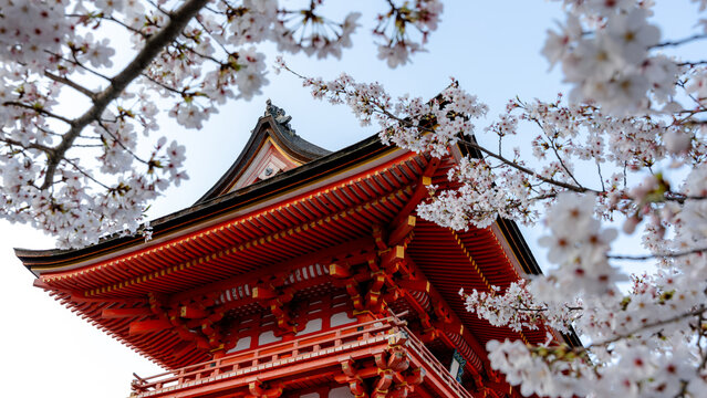 Kiyomizu-dera Temple with cherry blossoms in spring