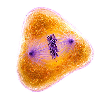 Purple and Orange animal cell mitosis with spindle fibers isolated on transparent background PNG element