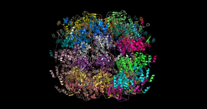 Rabies virus nucleoprotein bound to single-stranded RNA, 8FFR 3D structure 4K