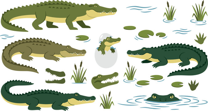 Alligator and Crocodile Cartoon Character Vector Set Featuring Hatching Baby, Swimming Poses, Swamp Reeds, and Lily Pads for Wildlife Designs