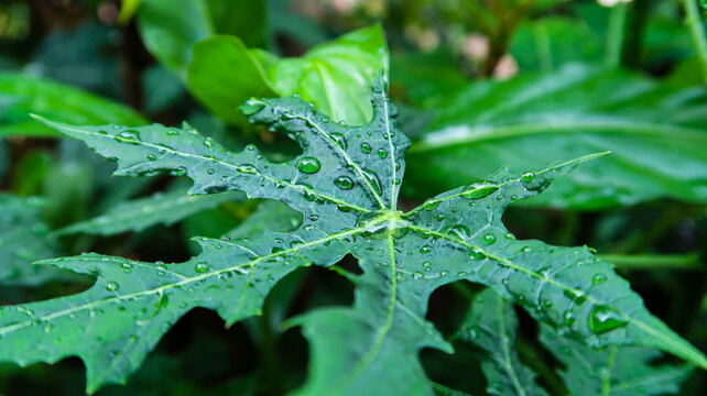 Close up of green papaya or chaya leaf with water drops after rain in nature garden background.