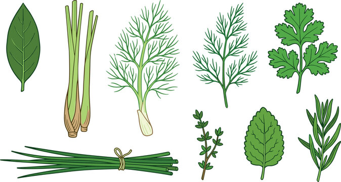 Fresh Green Cooking Herbs Vector Illustration Set Featuring Bay Leaf Lemongrass Fennel Dill Cilantro Chives Thyme Mint and Rosemary Icons
