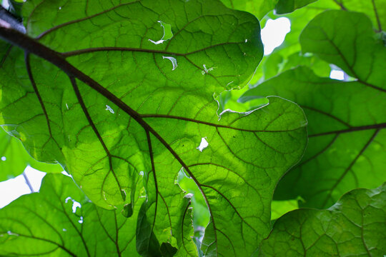 Large green plant leaves are illuminated by sunlight, displaying a clear vein structure and minor insect damage. The macro shot captures the natural texture and freshness of summer foliage in a garden