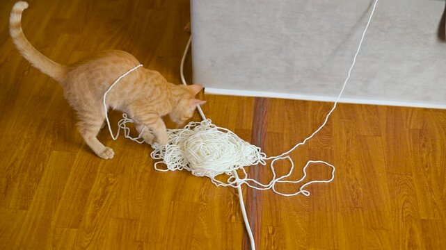 A funny active ginger kitten plays with a lump of thread at home