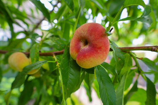 A fresh flat doughnut peach ripens on a leafy tree branch in a sunlit orchard. Surrounded by vibrant green foliage, this ripe reddish-yellow fruit represents natural organic fruit growing, summer harv