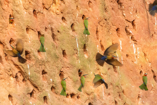 White-fronted bee-eaters (Merops bullockoides), coming in to feed young and breeding partners at a red sand cliff filled with nest holes in Milwane Wildlife Sanctuary, Estwatini.
