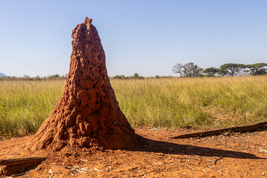 A tall termite mound made of the red sands in the grasslands of Mlilwane Wildlife Sanctuary in Eswatini