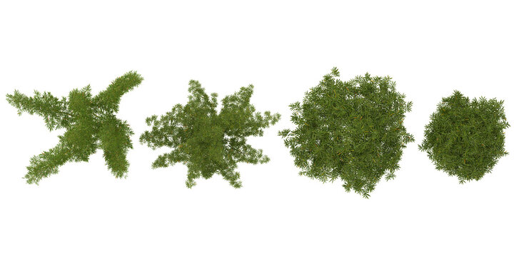 Set of Bambusa plants isolated on white background from the top iew