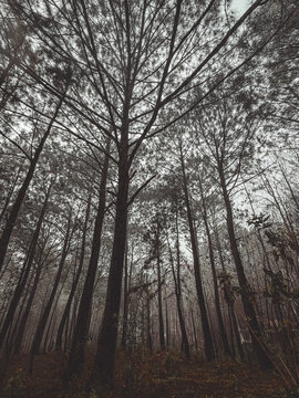 Fr&iacute;o Invierno en el bosque de Mazamitla Jalisco M&eacute;xico 