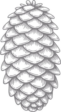 Detailed hand-drawn of a single pine cone isolated on a white background for nature projects