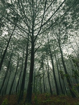 &Aacute;rboles de pino en el bosque de Mazamitla Jalisco M&eacute;xico 