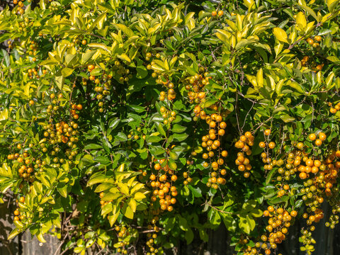 Lush Duranta erecta plant with hanging clusters of orange berries on a fence