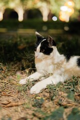 Black and white cat lying on ground in park © Nori