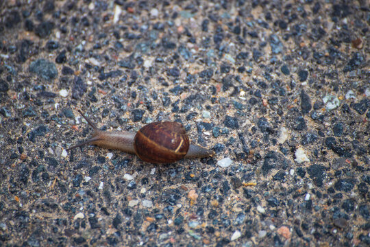 European Brown Garden Snail (Cornu aspersum) Crawling in Natural Habitat &ndash; Macro Close-Up