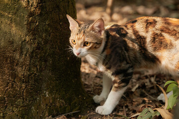 Naklejka premium Tabby cat walking through forest near tree trunk