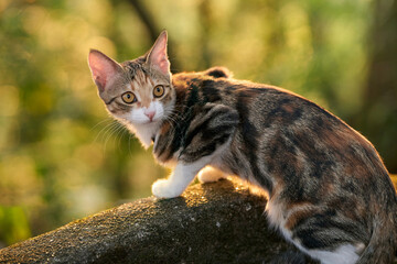 Calico kitten standing on stone wall outdoors © Nori