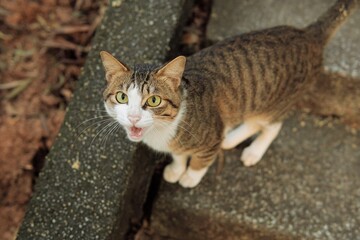 Tabby cat looking up on stone steps © Nori