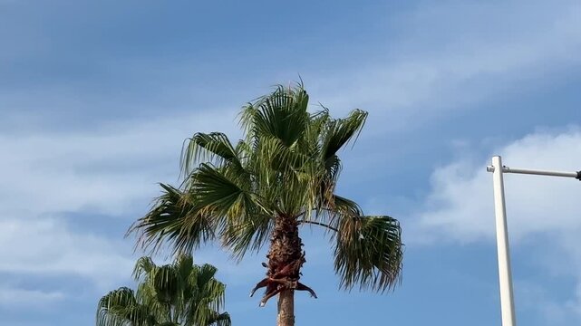 Palm tree trunk and fronds against the sky