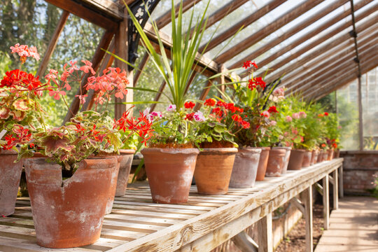 Variety of flowers in terracotta pots in a traditional timber and metal frame greenhouse. Greenhouse indoor gardening concept.