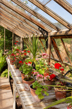 Variety of flowers in terracotta pots in a traditional timber and metal frame greenhouse. Greenhouse indoor gardening concept.