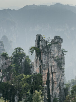 View of the towering sandstone pillars of Zhangjiajie National Forest Park, with lush green pine trees clinging to the rocky cliffs under a misty sky in Zhangjiajie, Hunan, China.