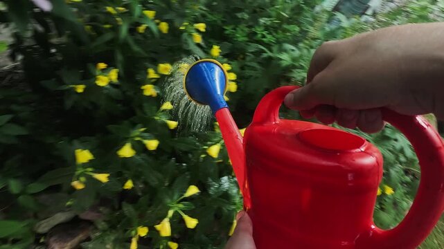 POV. Female hands watering summer flowers in garden. 