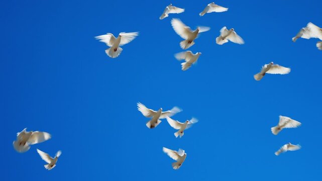 Several white birds glide through cloudless blue sky above open space, seen from below with soft wing blur, scattered positions, strong contrast, airy composition, and free uplifting outdoor feeling