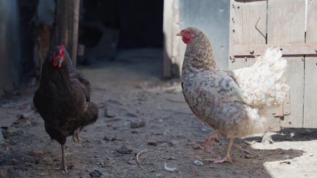 Black hen and light speckled hen stand near weathered wooden coop doors at rustic farmyard entrance, with rough dirt ground, scattered debris, soft daylight, shallow depth, and quiet rural mood