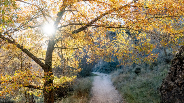 Serene autumn path in Barranco del Rio Dulce