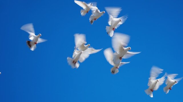 White doves and pigeons gather above corrugated roof under clear blue sky, with some birds settling while others rise and glide in soft wing blur, with bird, dove, pigeon, flying detail