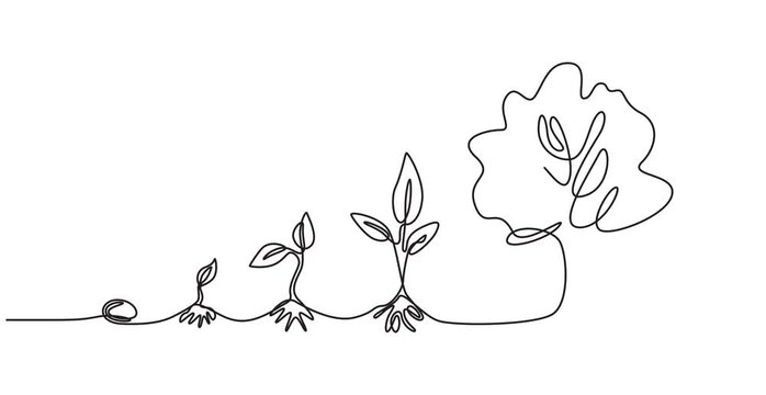 Video. Continuous single line drawing infographic about planting and growth stage of a plant, Animated self drawing of continuous line draw of step of grow plant, Full length one line animation. 4K.