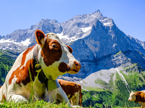 cow at the valley in austria - alpe eng