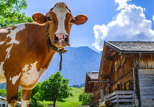 cow at the valley in austria - alpe eng