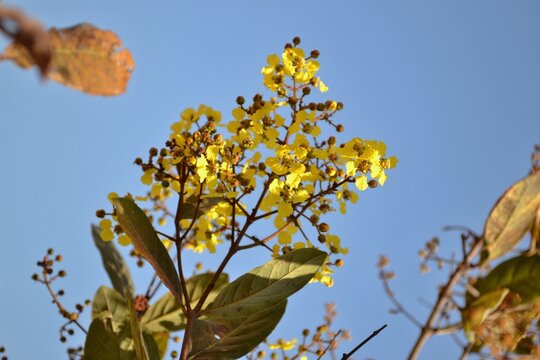 Flores amarelas nativas do Cerrado sob c&eacute;u azul