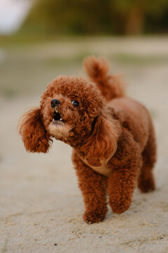 Funny red toy poodle barking with open mouth outdoor. Purebred pet communication training lifestyle concept.