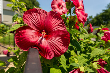 Vibrant red hardy hibiscus flower resting on a metal railing in a residential front yard, showcasing vivid summer color and delicate floral details. © Nicola