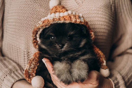 Cute black pomeranian spitz puppy wearing knitted hat held by owner.