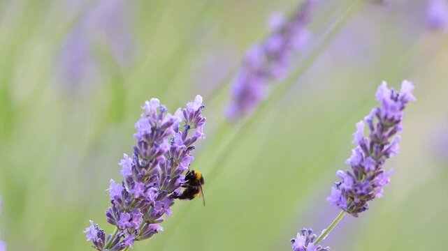 Small copper foraging the nectar on Lavender flowers and flying off at the arrival of a Buff-tailed Bumblebee. Lycaena phlaeas, Bombus terrestris, Lavandula sp, r&eacute;gion Centre, France, Europe