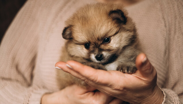 Tiny fluffy pomeranian spitz puppy resting in owner hand indoors. Cozy newborn pet care lifestyle portrait.