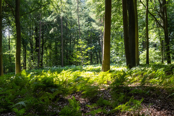 Fototapeta premium sun rays in the forest