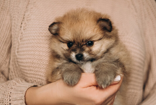 Tiny fluffy pomeranian spitz puppy resting in owner hand indoors. Cozy newborn pet care lifestyle portrait.
