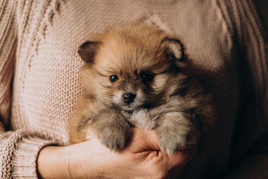 Tiny fluffy pomeranian spitz puppy resting in owner hand indoors. Cozy newborn pet care lifestyle portrait.