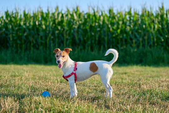 Small terrier stands beside blue ball on grass with cornfield in the background