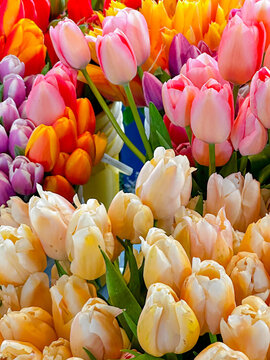 bouquet of tulips on a spring day in Seattle, Washington 