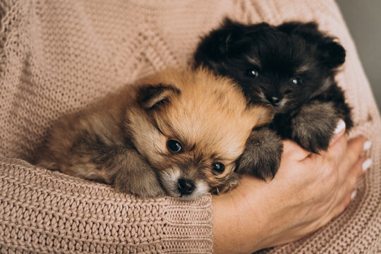 Two cute fluffy pomeranian spitz puppies held in owner hands indoors. Cozy newborn pet care lifestyle portrait.