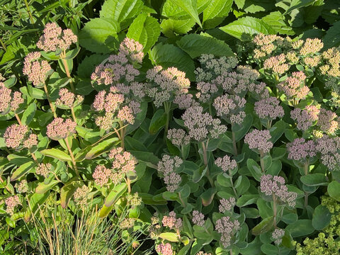 Pink flower buds of Hylotelephium spectabile (Sedum spectabile)
