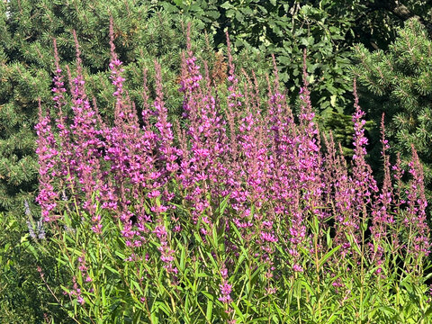 Purple Loosestrife or Lythrum salicaria growing in a garden