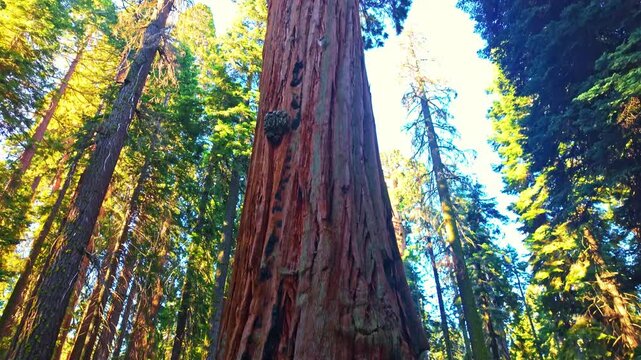 General Sherman Tree towering into blue sky along Sherman Tree Trail in Sequoia National Park California