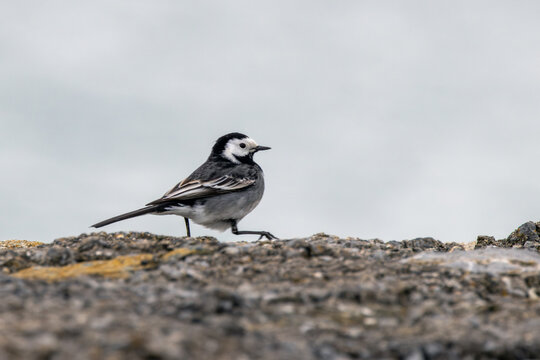 Pied wagtail on a rock against a grey sky