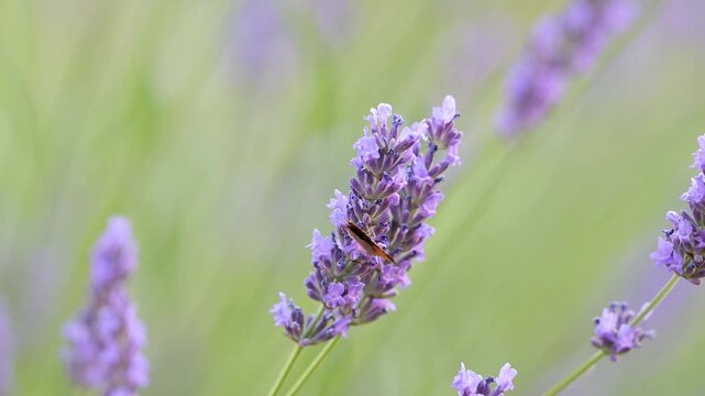 Small copper foraging the nectar on Lavender flowers with a Buff-tailed Bumblebee who flying off at the butterfly contact. Lycaena phlaeas, Bombus terrestris, Lavandula sp, France, Europe